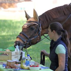 Picknick mit Pferd