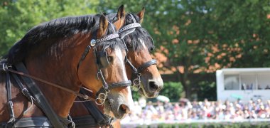 Kaltbluthengste bei der Hengstparade